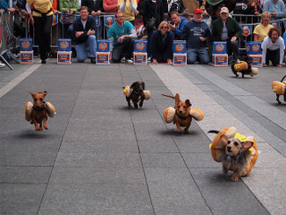 Illustration for article titled Oktoberfest means Dachshund Racing